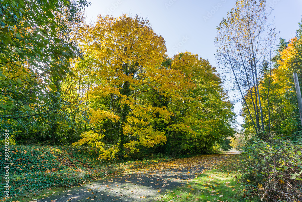 Autumn Walkway In Seatac 5