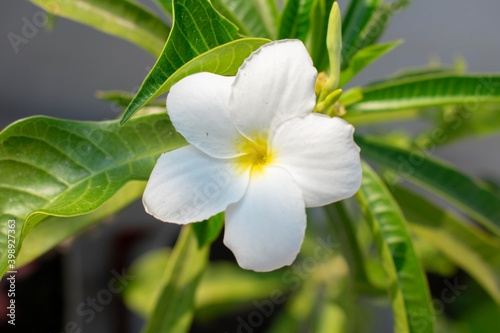 Fotografija Plumeria Pudica Nag Champa Plant and Flower