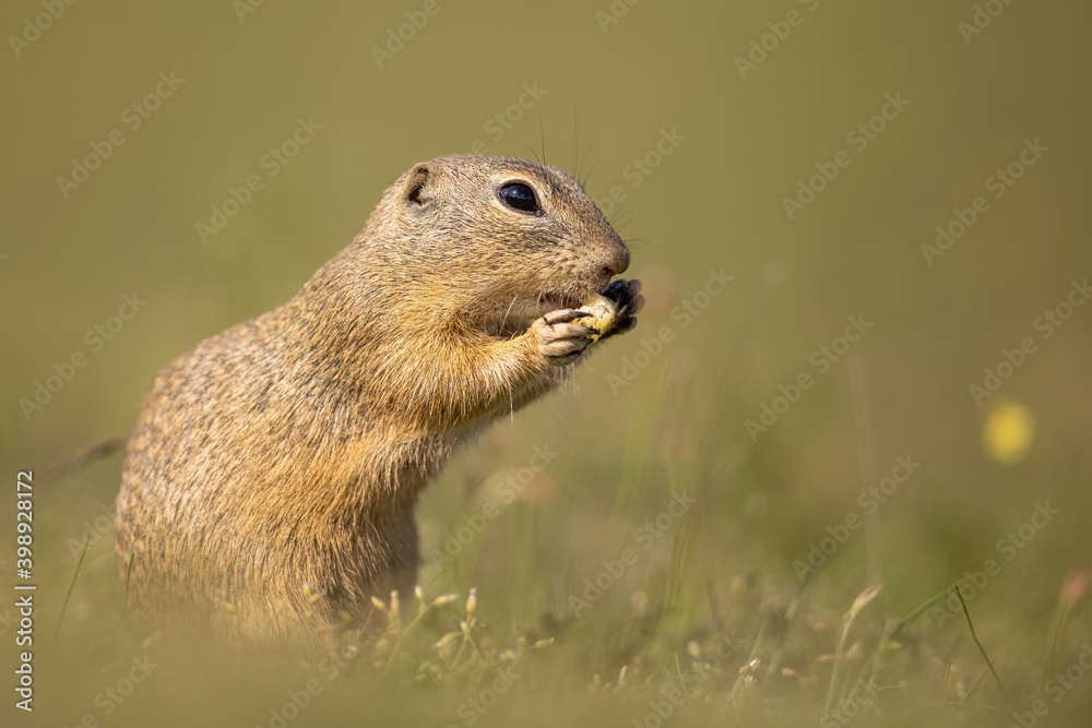 The European ground squirrel (Spermophilus citellus) is a species from the squirrel family, Sciuridae. Very funny, cheerful, curious and also endangered animal. Running and hiding on a meadow. The European ground squirrel (Spermophilus citellus) is a species from the squirrel family, Sciuridae. Very funny, cheerful, curious and also endangered animal. Running and hiding on a meadow.