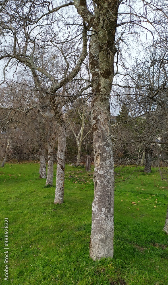 Arboles en fila Arboles en fila