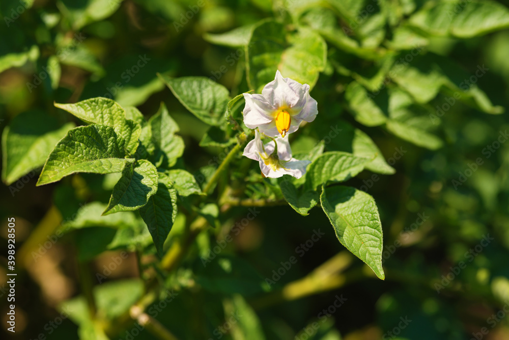 White flowers of blooming potato plant. Beautiful white and yellow flowers in bloom growing in homemade garden. Close up. Organic farming, healthy food, BIO viands, back to nature concept. White flowers of blooming potato plant. Beautiful white and yellow flowers in bloom growing in homemade garden. Close up. Organic farming, healthy food, BIO viands, back to nature concept.