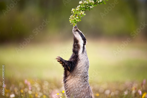 Animal on a meadow. The European badger (Meles meles), also known as the Eurasian badger, is a badger species in the family Mustelidae native to almost all of Europe and some parts of Western Asia.