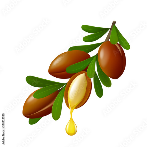 Branch of argan nuts with leaves and drop of oil isolated on white background. Realistic vector illustration. photo