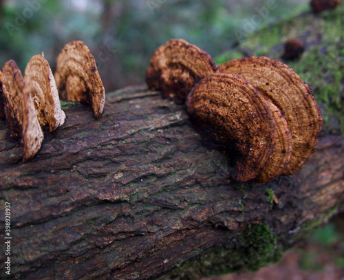 Brown tree mushrooms growing on mossy log with space for copy photo