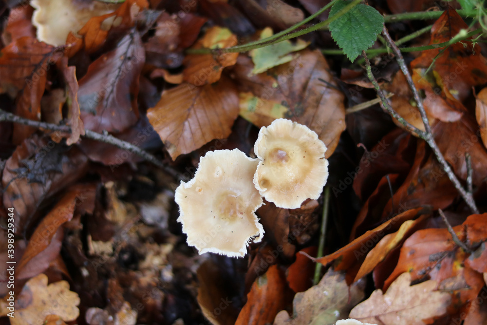 Brown oyster mushrooms growing in woodland in autumn with fall foliage