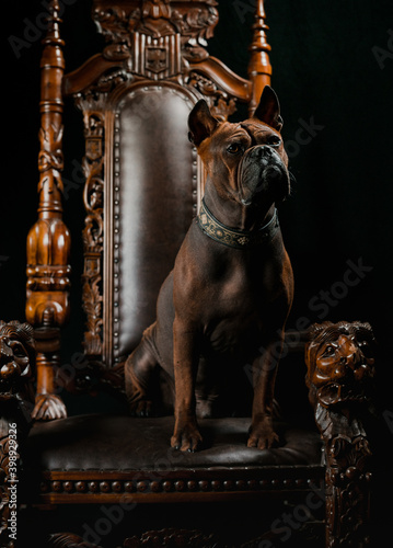 Chinese chongqing dog in studio photo