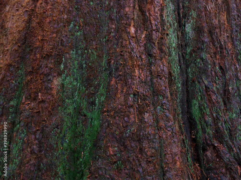 Damp mossy red wood tree trunk in winter full frame background Damp mossy red wood tree trunk in winter full frame background