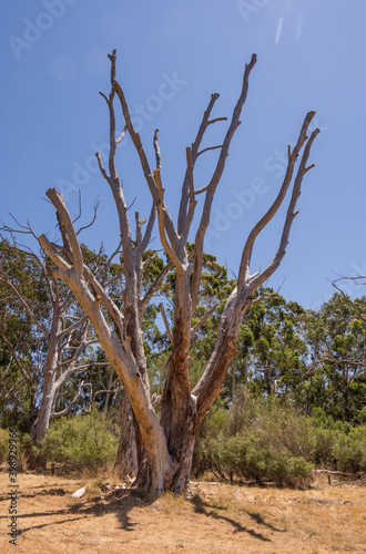 One of the burnt trees following the fires at Mount Lofty  Cleland  South Australia