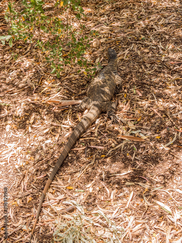 Large lizard at Cleland conservation park, South Australia