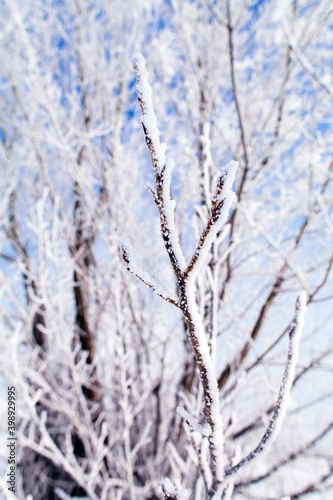 winter forest landscape background. frozen trees branch macro