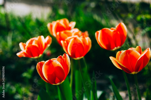 Beautiful background photo with flowers tulips.