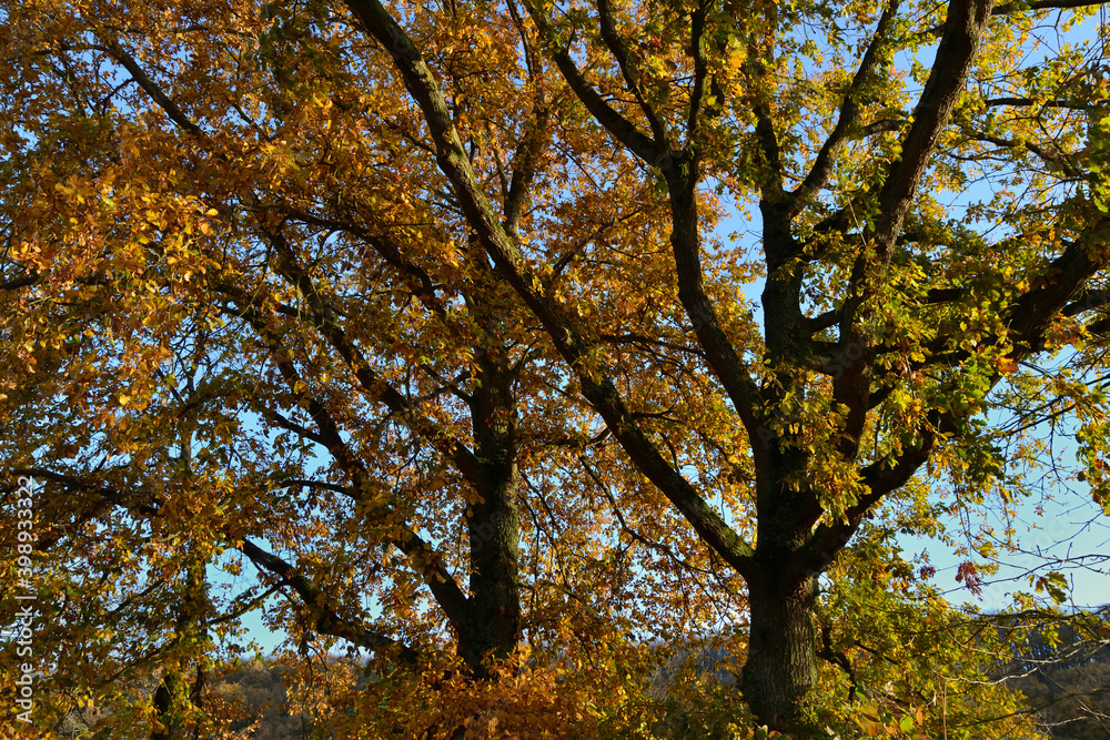 Arbre en automne recouvert de feuilles jaunes Arbre en automne recouvert de feuilles jaunes