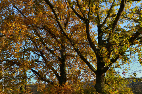 Arbre en automne recouvert de feuilles jaunes