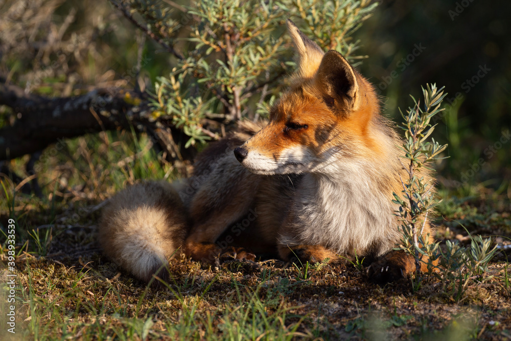 Fototapeta premium red fox vulpes