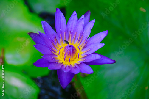 beautiful purple water lily with green leaves