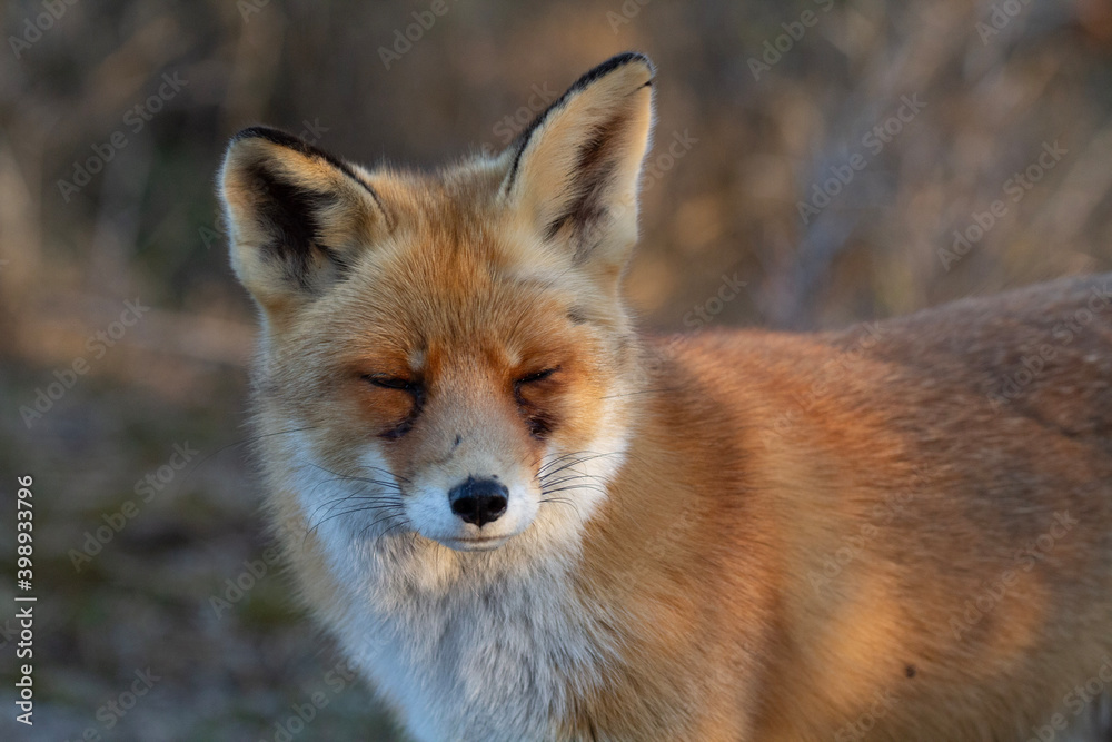 Fototapeta premium red fox vulpes