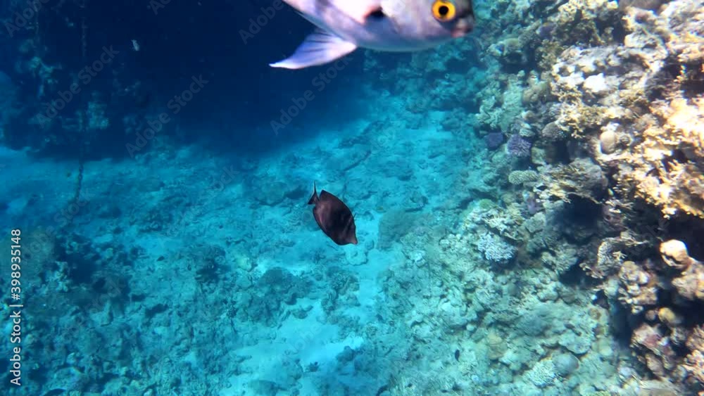 Coral fish close-up in underwater marine life of sea. Reef Coral Garden. Underwater, close-up bright fish and marine life. Living Coral reef marine. Diving in Red Sea Coral fish close-up in underwater marine life of sea. Reef Coral Garden. Underwater, close-up bright fish and marine life. Living Coral reef marine. Diving in Red Sea