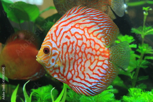 Fish pompadour in an aquarium exhibit