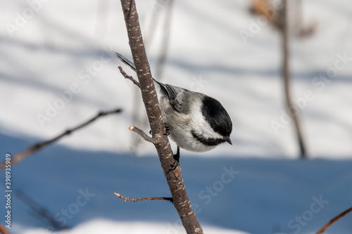 Black-capped chickadee on a branch