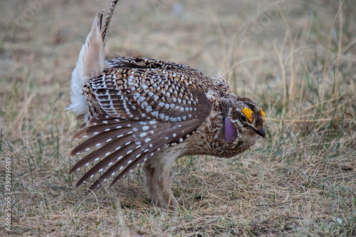 Tableau sur toile Sharptail grouse performing on a lek