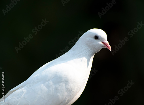 A white pigeon ready to fly with black background © Biswanath