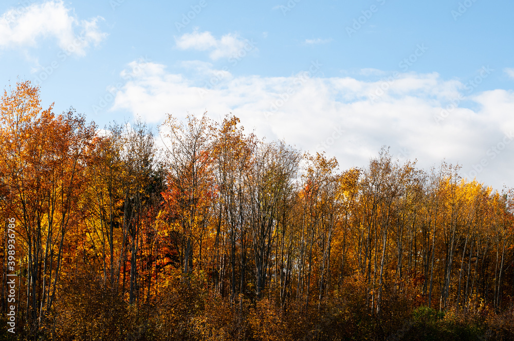a colorful forest in autumn with cloudy sky