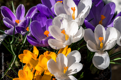 bunch of colorful spring crocus flowers background