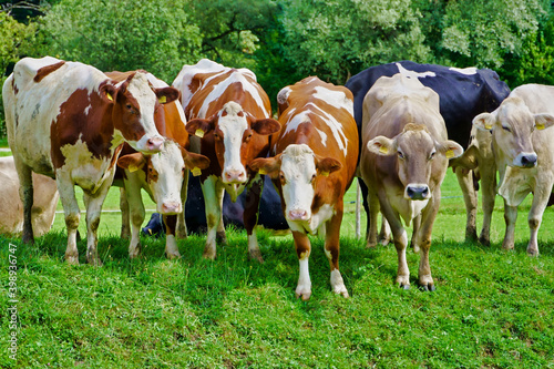 Cows are starring at me.