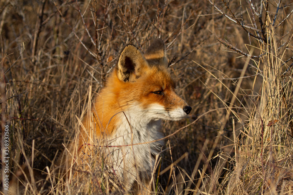 red fox cub red fox cub