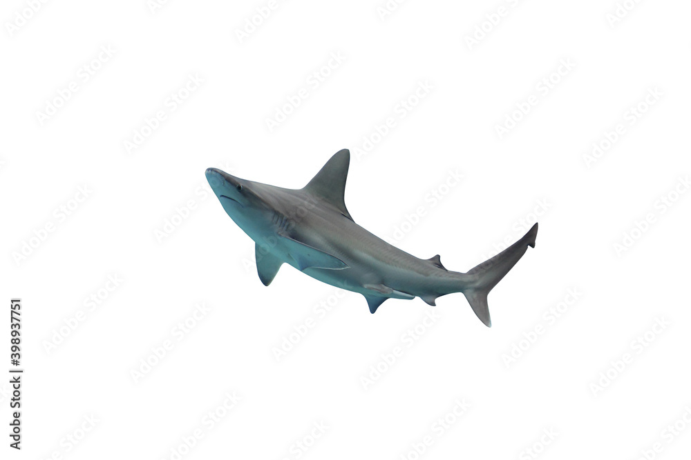 Shark isolated on white background Shark isolated on white background