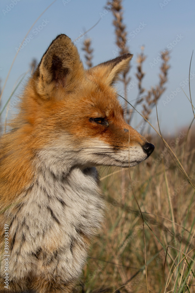 Obraz premium red fox in the wild