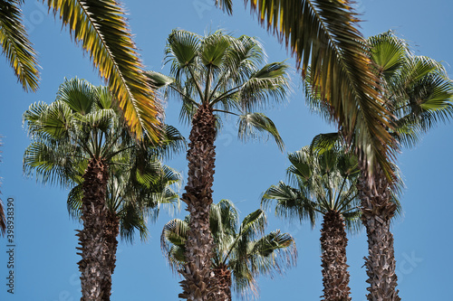 Palme a Tenerife photo