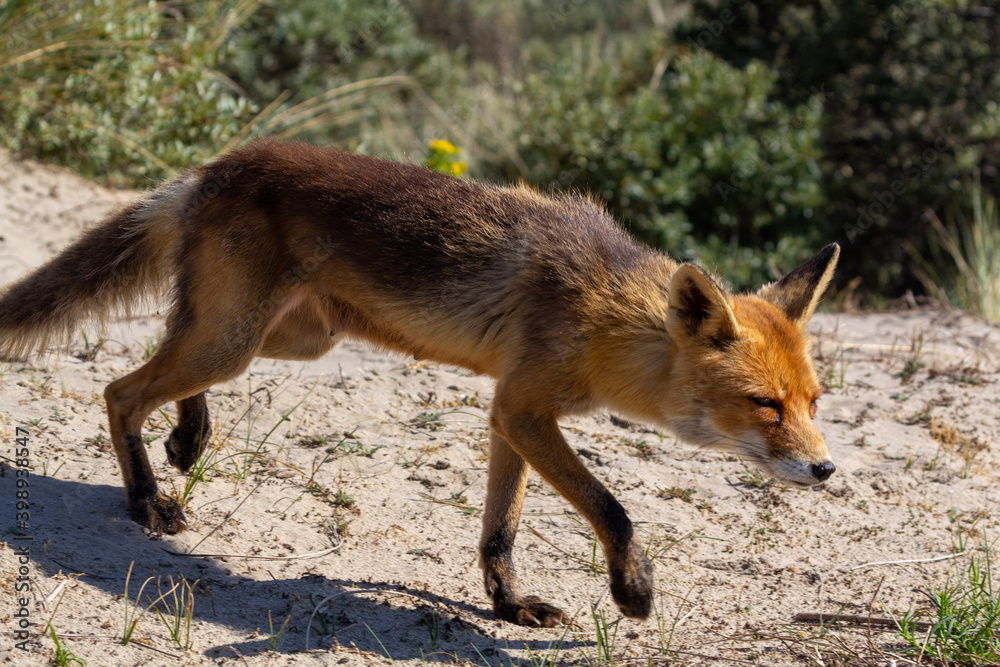Obraz premium red fox vulpes