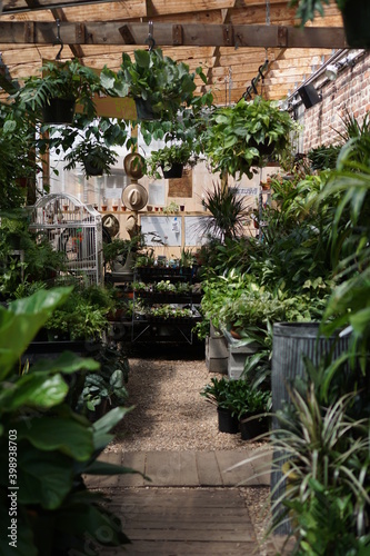 Aisle in plant nursery greenhouse with rows of indoor plants © Simone