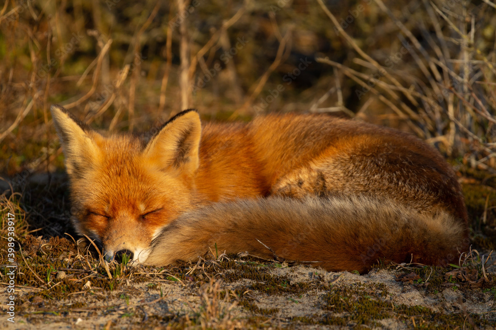 Naklejka premium red fox vulpes