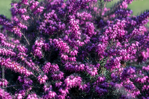 pink flowers of heather flower