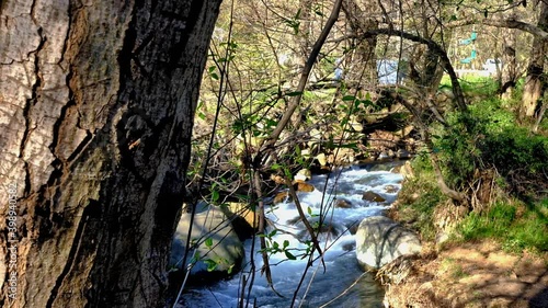 stream in the forest