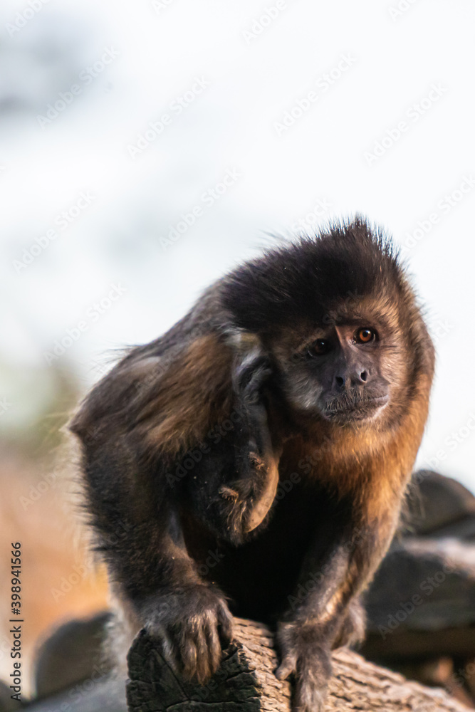 mother and macaque