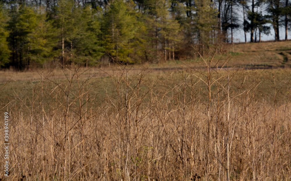 looking across an autumn meadow toward a line if green leaved trees looking across an autumn meadow toward a line if green leaved trees
