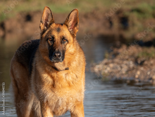 beautiful german shepherd alsation bitch stares at the camera, with water background
