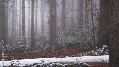 Fototapeta Naklejka Na Ścianę i Meble -  Tajemniczy zimowy las we mgle