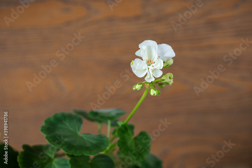 White flower on dark background