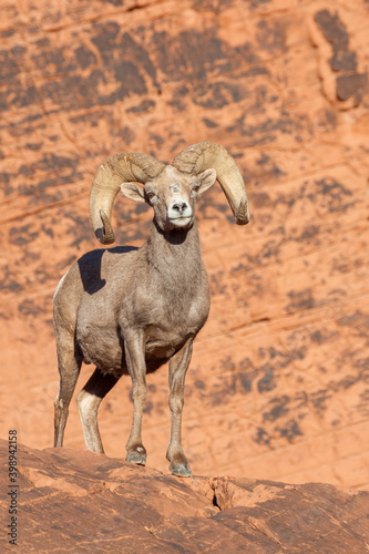 Desert Bighorn Sheep Ram in Nevada