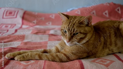 cat sleeping on a sofa