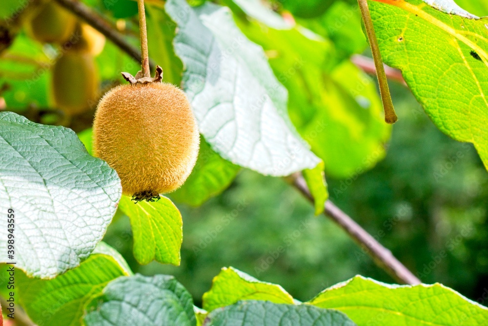 single kiwi on the plant ready to be harvested single kiwi on the plant ready to be harvested