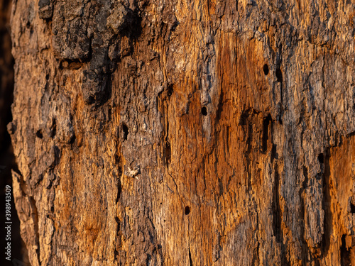 Old Tree Wood Texture
