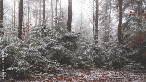 Fototapeta Naklejka Na Ścianę i Meble -  Tajemniczy zimowy las we mgle