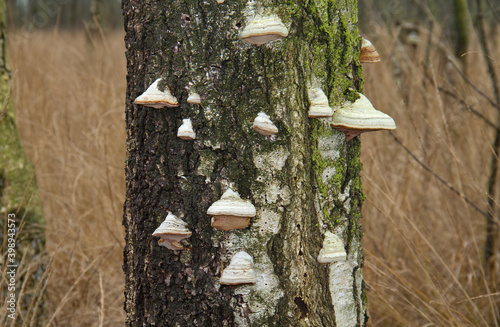 Lots of Beeswax Bracket fungi growing on a standing dead Birch tree