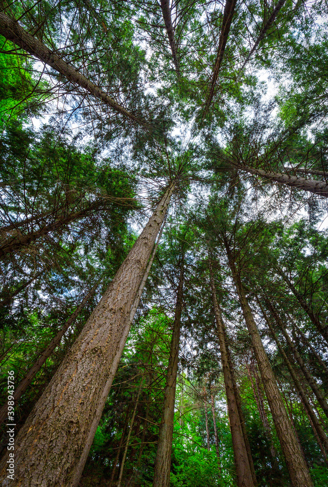 Fototapeta premium Chiome di alberi