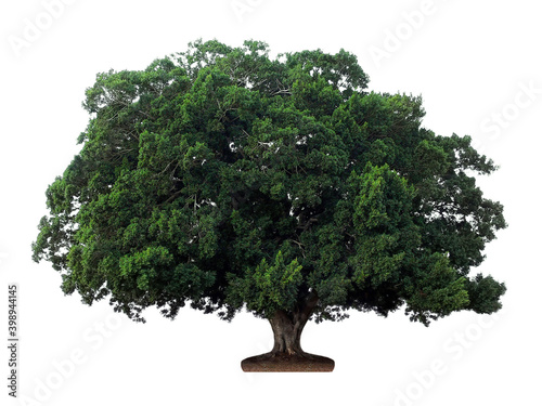Ficus. Fig tree isolated on a white background